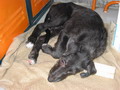 Deerhound k�ly�k