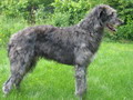 Deerhound 1
